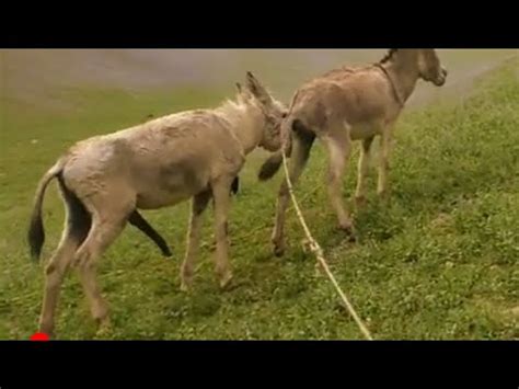 porn donkey|Hot female loudly fucked by a donkey in outdoor kinks .